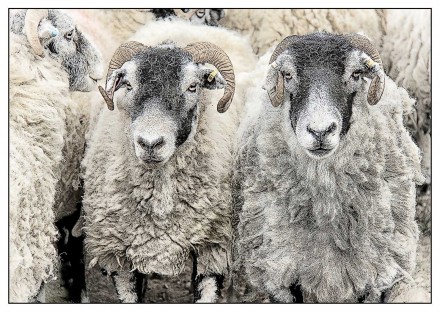 Ewe lookin at me...? Sue Hoggett