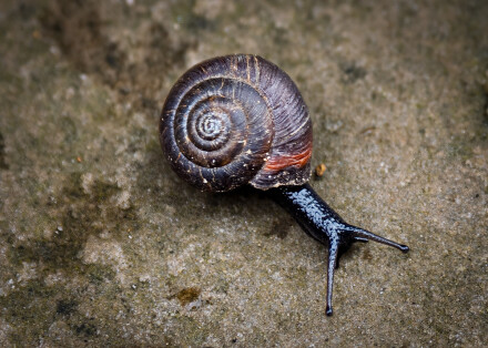 Slow speed, Alex Davidson