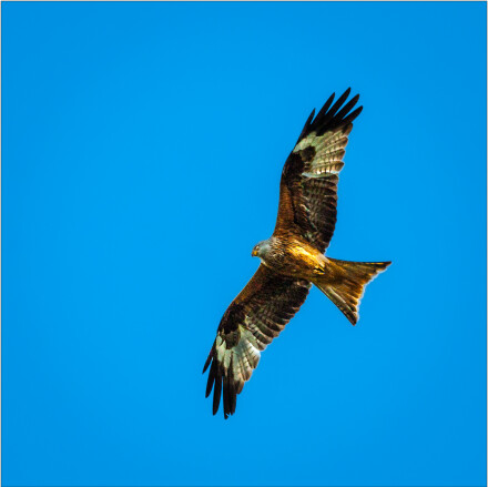 Red Kite,  Roger Poyser