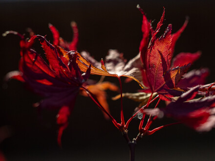 Acer on fire, Bryan Stanton