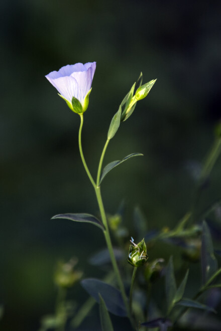 Lone flax, Andy Chamings