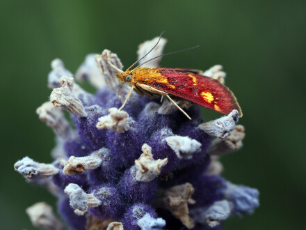 Crimson, gold and lavender, Andy Chamings