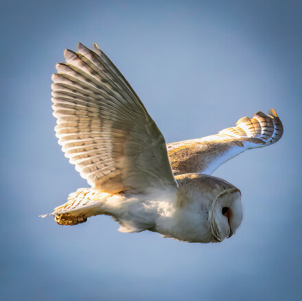 Silent wings, Nicola Pollitt