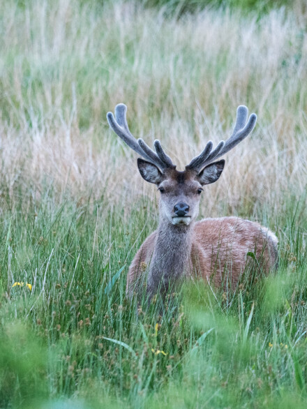 Applecross Estate, Highlands, Mike Darley