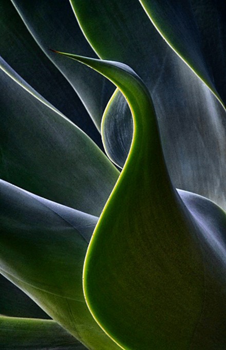 Is it a Bird? © Mike Moats