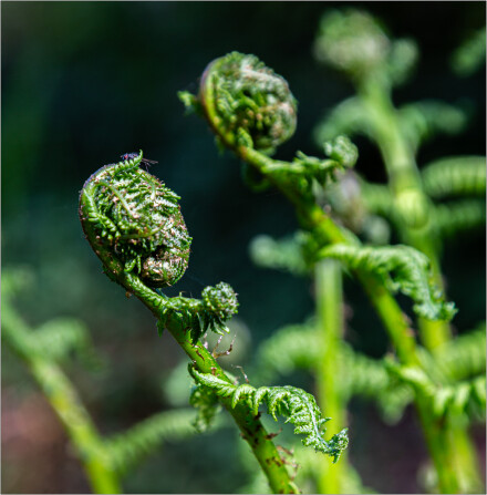 Fern and fly, Roger Poyser