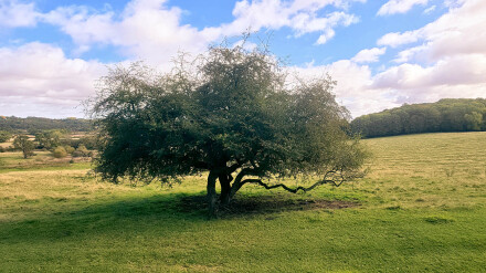 Solitary, Sue Hoggett