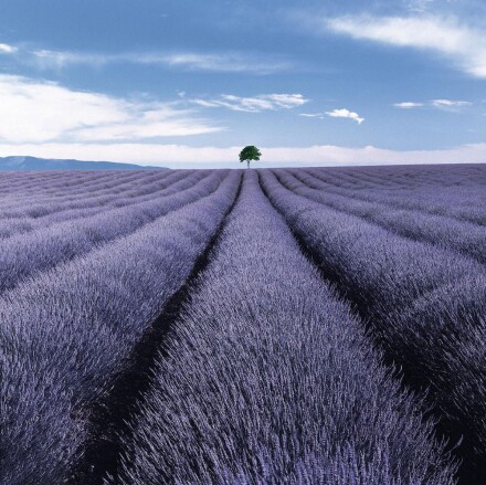 Valensole II Provence France lr
