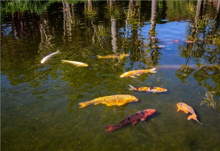 Fish, Roger Poyser