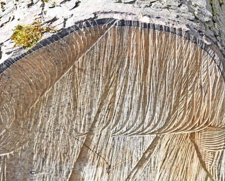 Sawmarks, Malcolm Beetham