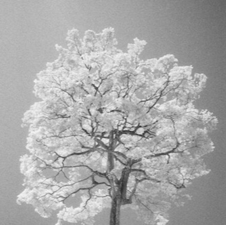 Palai Basong tree, Peter Robinson
