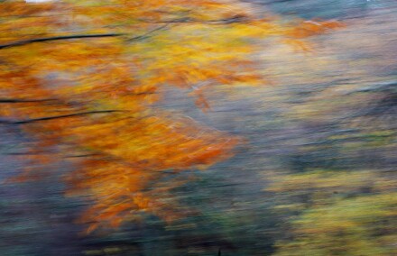 Autumn twigs & leaves, David Whitham