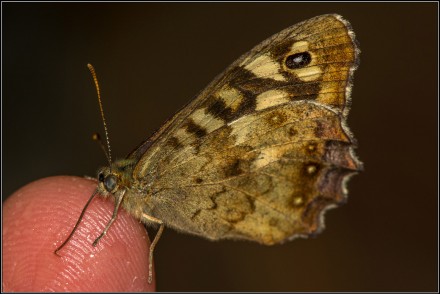 The Hungry Butterfly, David Kessel