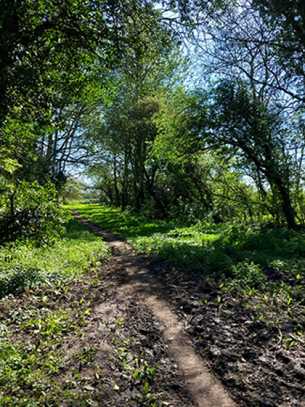 A springtime walk, Lynda Atkinson