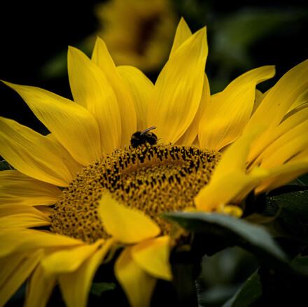 Sunflower bee, Bryan Stanton