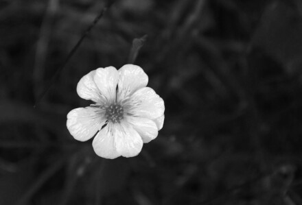 Lonely flower, Malcolm Beetham