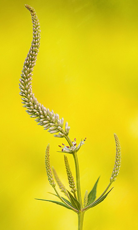 Graceful © Mike Moats