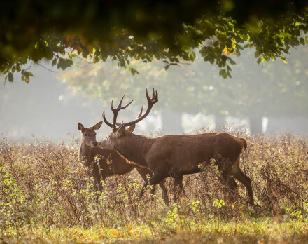 Have a nice day at work deer, Helen Jones