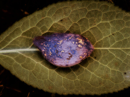Just a plum, Andy Chamings