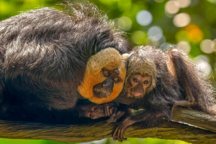 Monkeys, Singapore, Graham White
