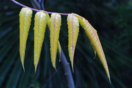 Before the fall, Alan Walker