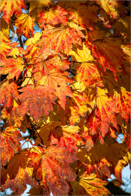Acer in Autumn, Roger Poyser