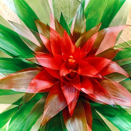 Seeing double, Jocelyn Hayes