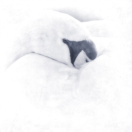 Swan, Helen Jones