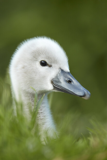 Mute swan cygnet in grass