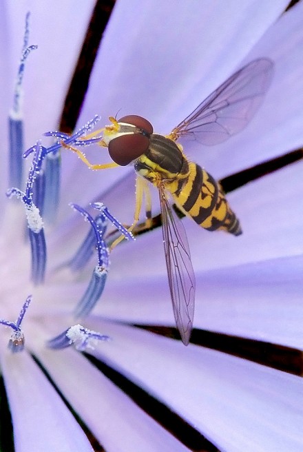 Hoverfly © Mike Moats