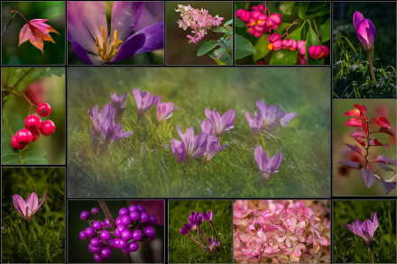 The Yorkshire Arboretum in autumn, Helen Jones