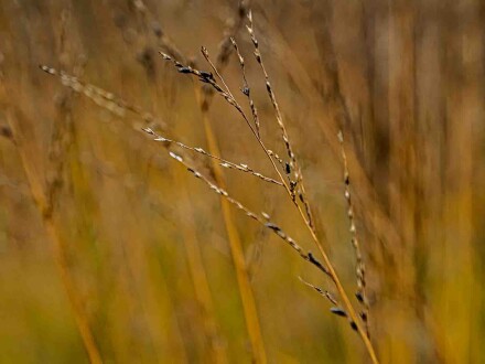 Gone to seed, Alex Davidson