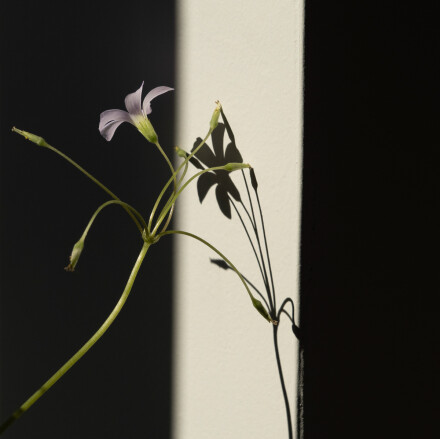Shaft of light, Sara Sault