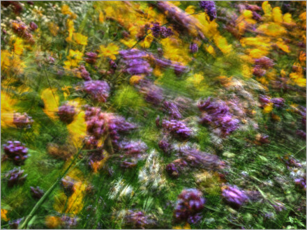 Wind blown, Andy Chamings