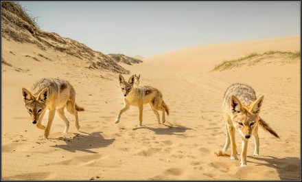 Jackal, © Solly Levi