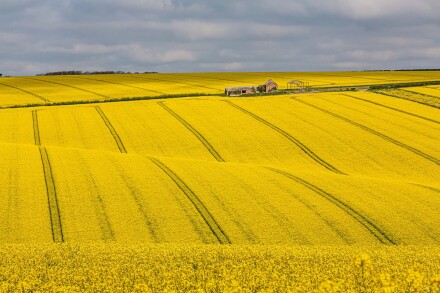 Rape fields on the Wolds, Roger Poyser