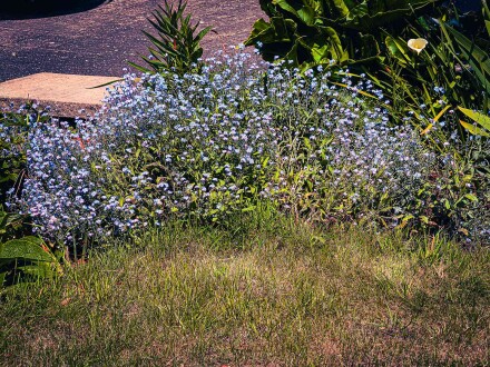 Forget-me-nots, Richard Masters