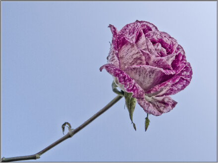 Old English, Andy Chamings