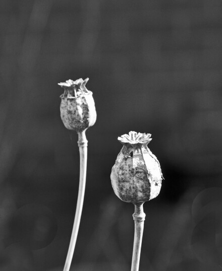 Poppy seedheads, Malcolm Beetham
