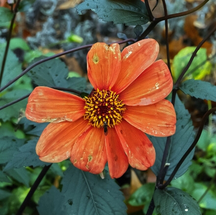 A bit of nectar left, Alan Walker