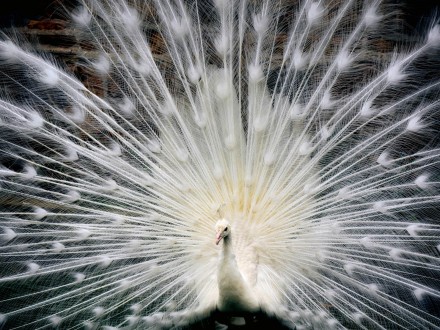Feather and lace display, Emily Hoggett