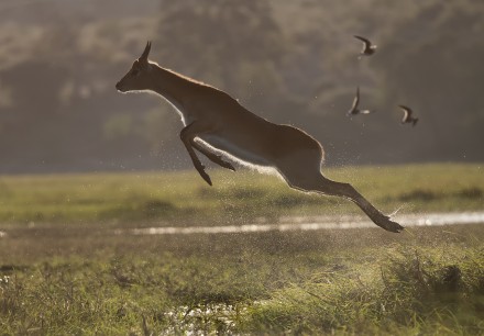 Red Lechwe