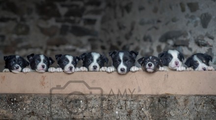 Pups © Amy Bateman