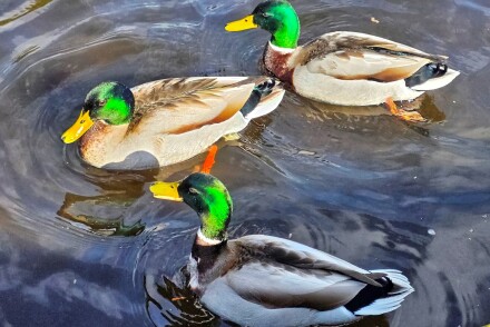 Iridescent highlights, Julia Walton