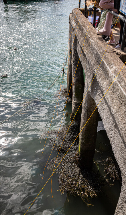 Fishing lines, Roger Poyser