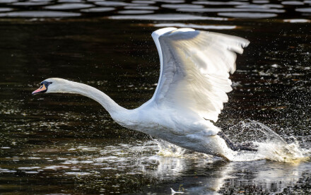 Mute swan fleeing an agressor, Martin Holyoak
