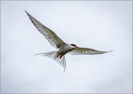 Arctic Tern, Roger Poyser