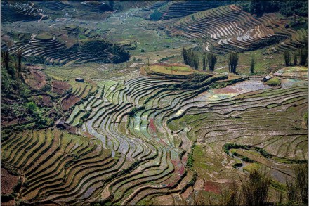 Terraced fields, Sapa, Vietnam, Roger Poyser