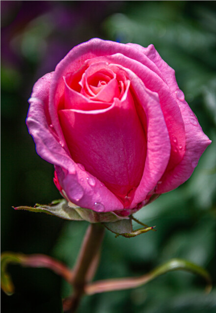 Lovely rose,  Roger Poyser