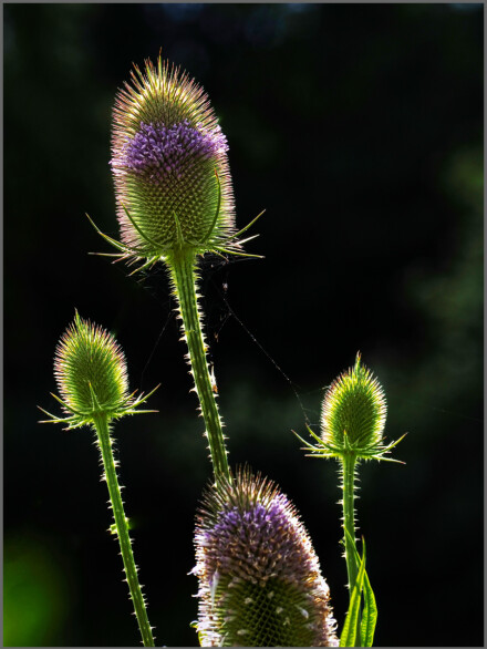 Teasel on the Ouse, Andy Chamings